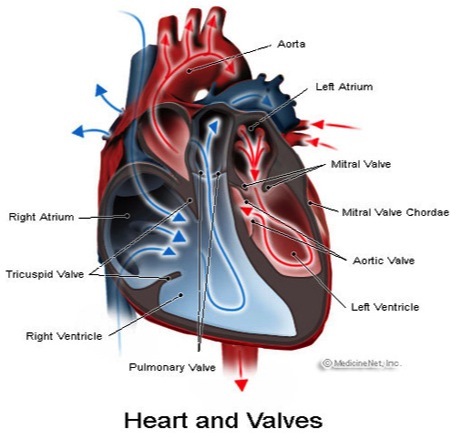 valvular heart disease, Florida Cardiology, P.A