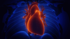 heart 1555577360118, Florida Cardiology, P.A