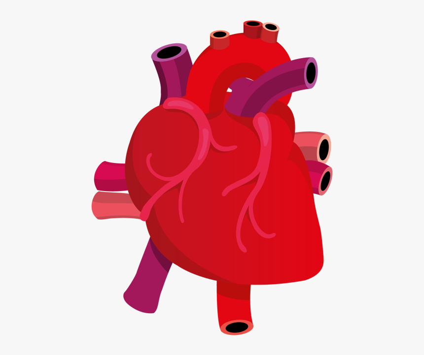103-1036432_human-heart-on-behance-real-heart-vector-png - Florida  Cardiology, .