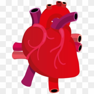 5505655-real-heart-png-images-free-transparent-image-download-pngix-human- heart-transparent-background-320_320 - Florida Cardiology, .